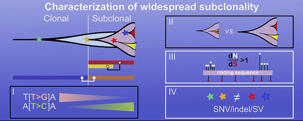 Characterizing genetic intra-tumor heterogeneity across 2,658 human cancer genomes