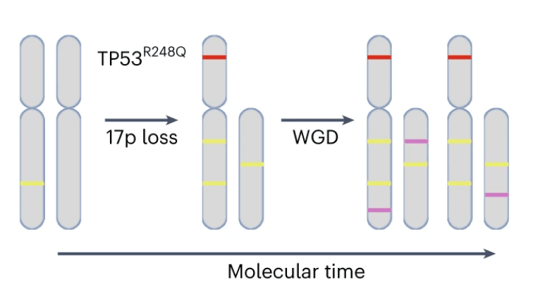 Inferring Early Genetic Progression in Cancers with Unobtainable Premalignant Disease